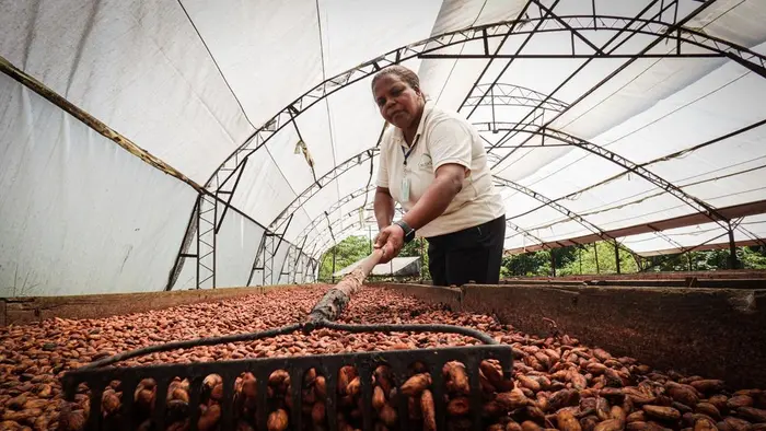 African farmer drying cocoa beans in a greenhouse