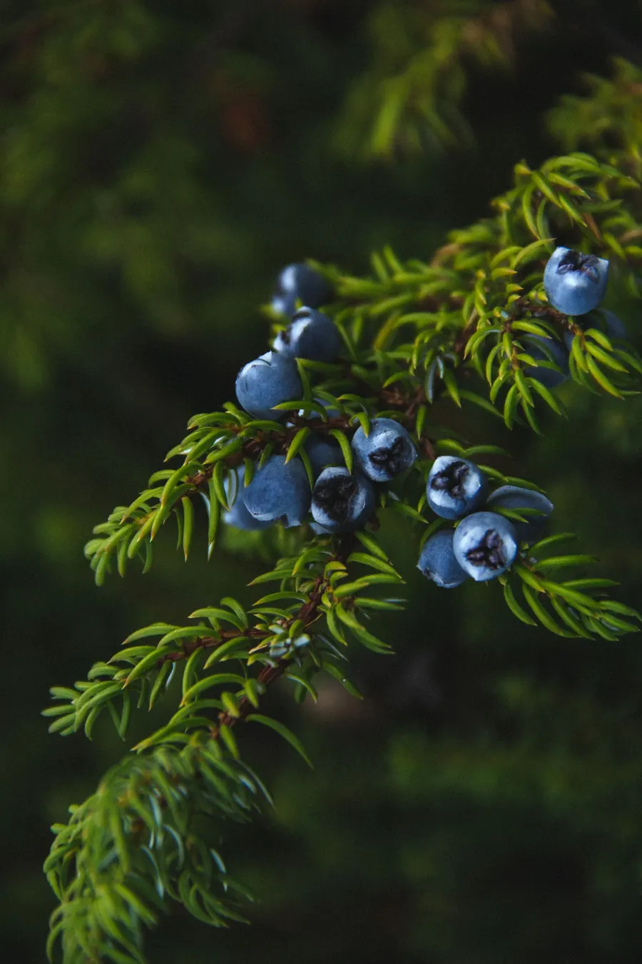 Close-up of juniper berries on an evergreen branch
