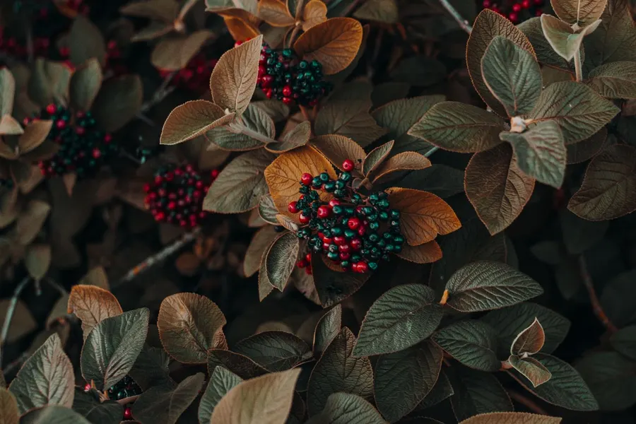 Close-up of dark red berries on a branch