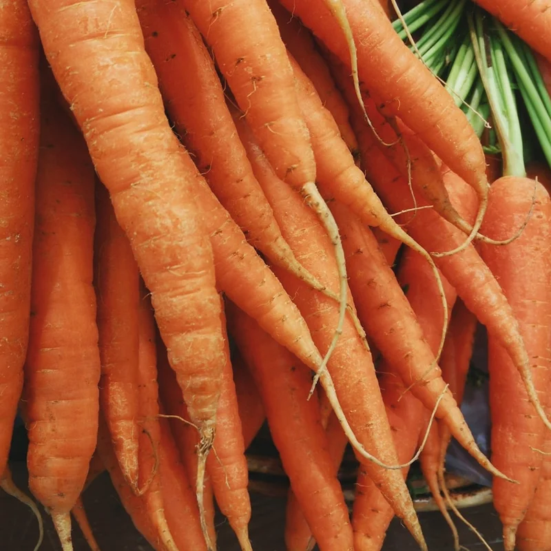 Fresh bunch of multi-colored heritage carrots with feathery green tops