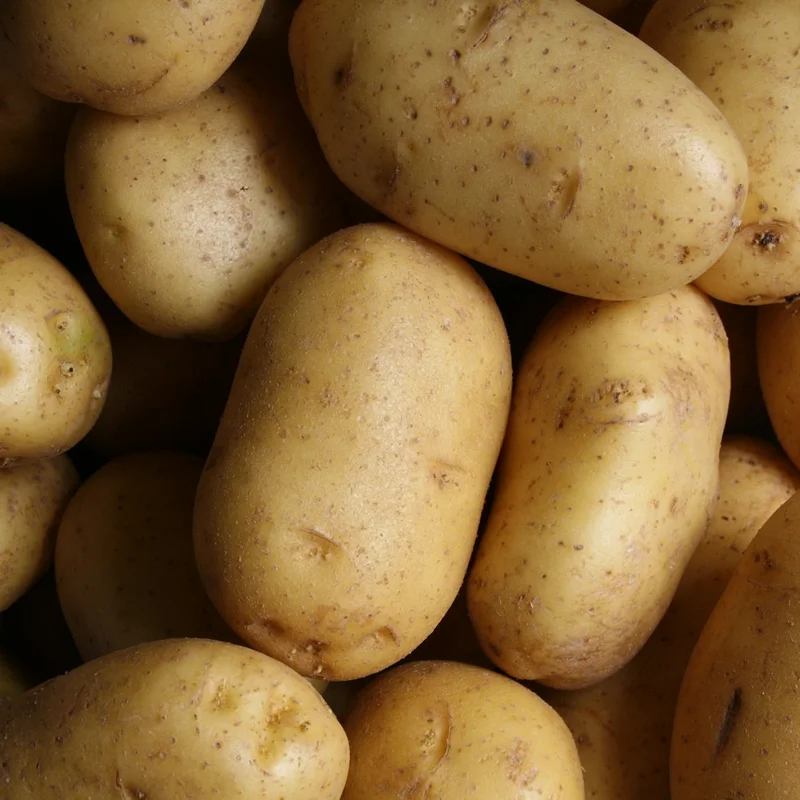 Freshly dug baby new potatoes with natural earthy skins