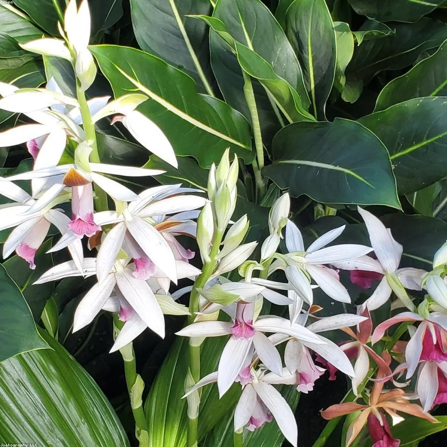 Healthy botanical green plants representing sustainable nursery practices