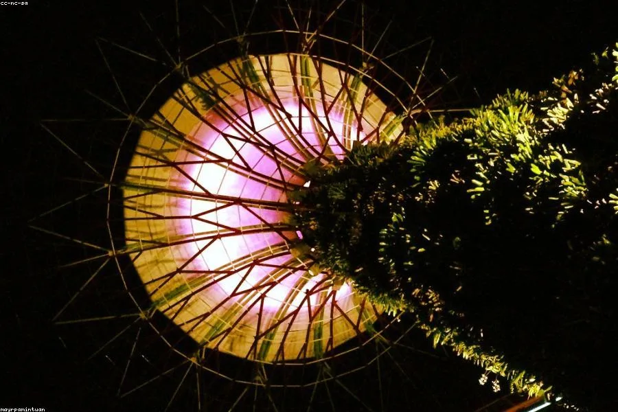 Reading the Room: A Guide to Indoor Plant Light — care guide photograph