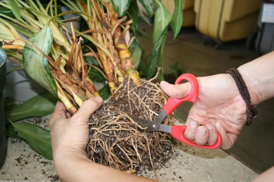 Time to Move Up: Everything You Need to Know About Repotting — care guide photograph