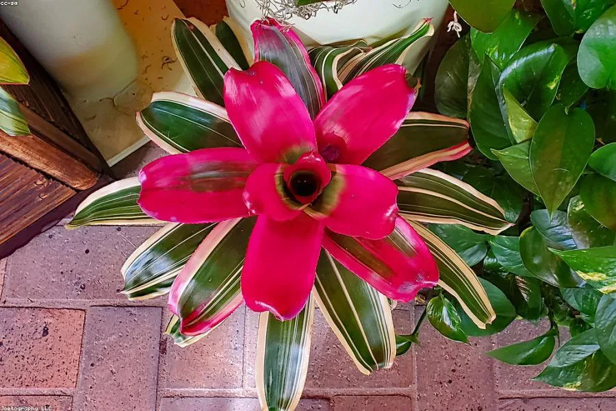 Why Is My Plant Sad? A Troubleshooting Guide — care guide photograph