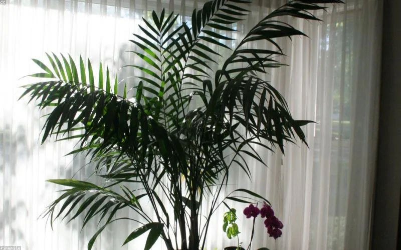 Cover image for article: Building the Perfect Plant Shelfie