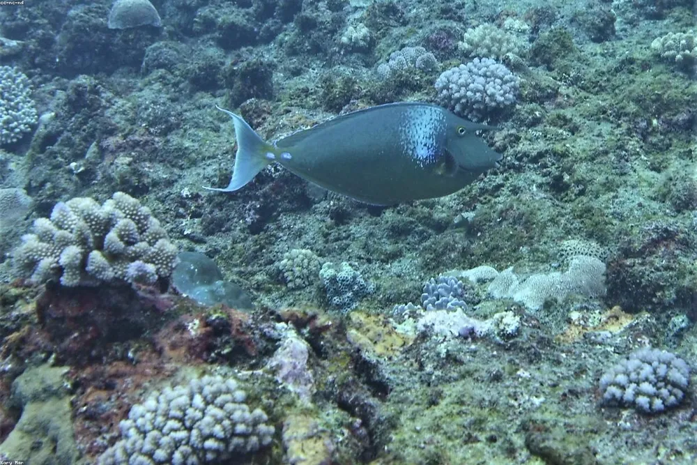 Reef snorkelling