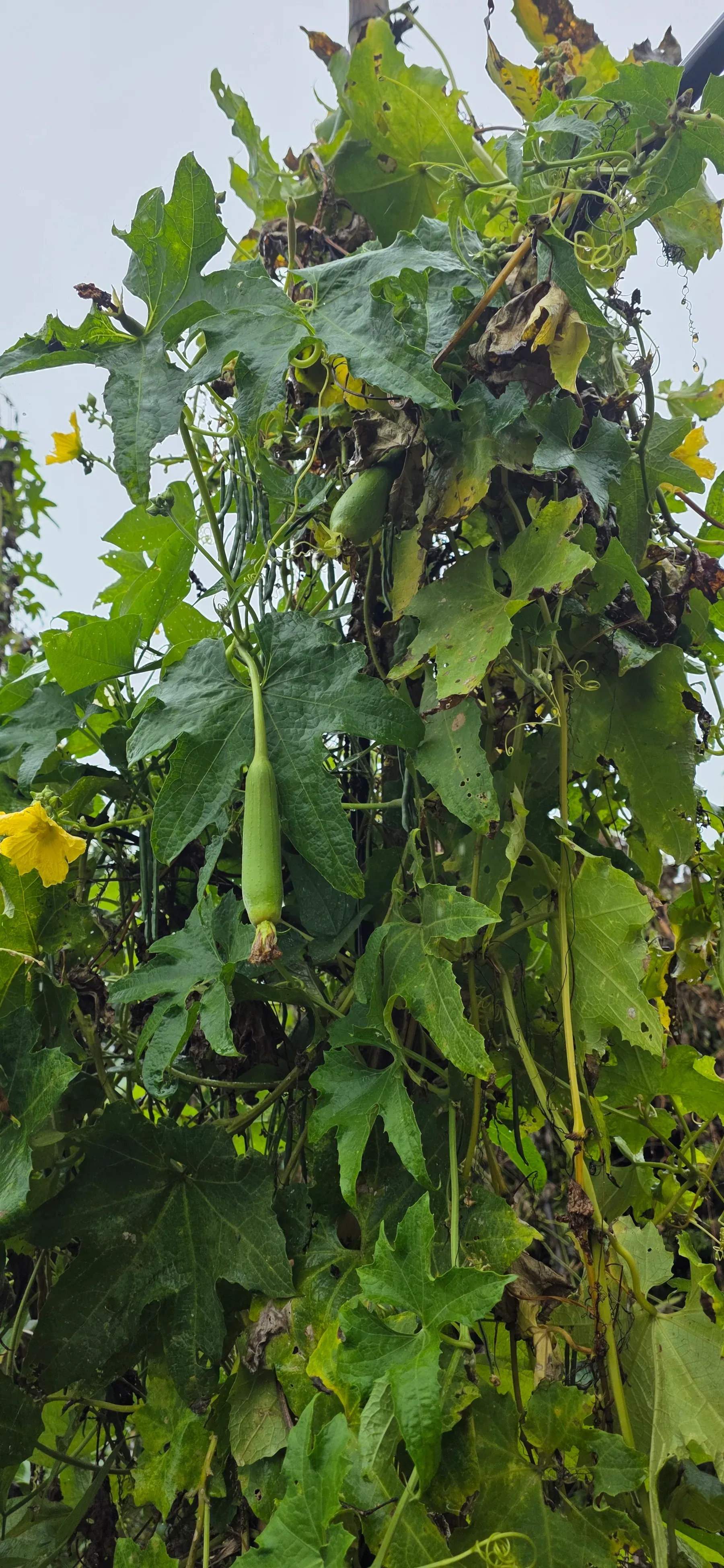 Fresh organic produce from our garden — view 52