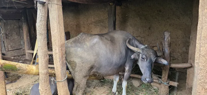 Farm animals at the homestay — view 5