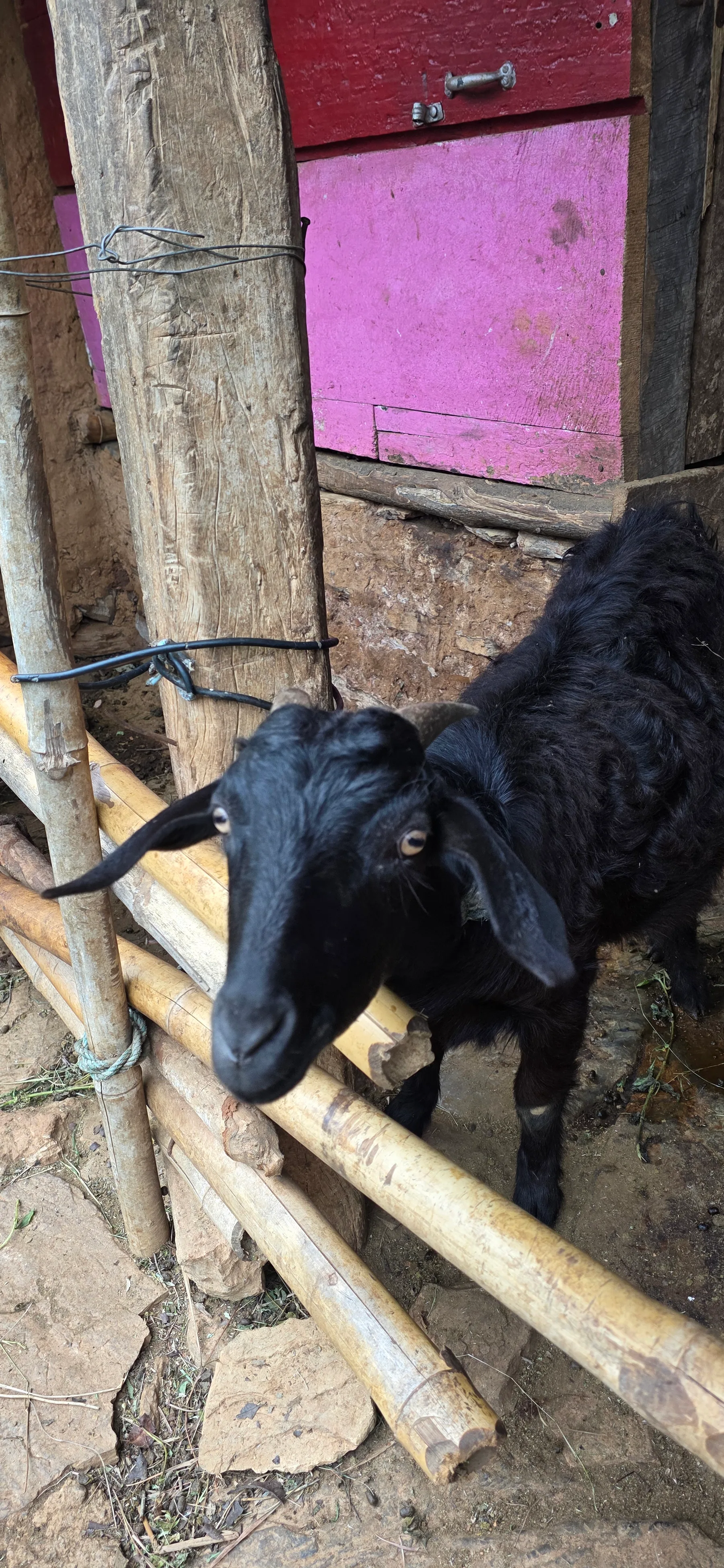 Farm animals at the homestay — view 6