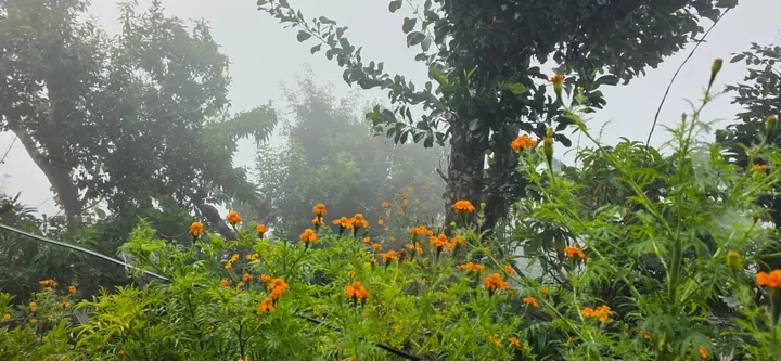 Homestead Organic Homestay — view 14