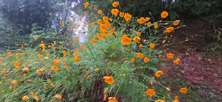 Homestead Organic Homestay — view 31