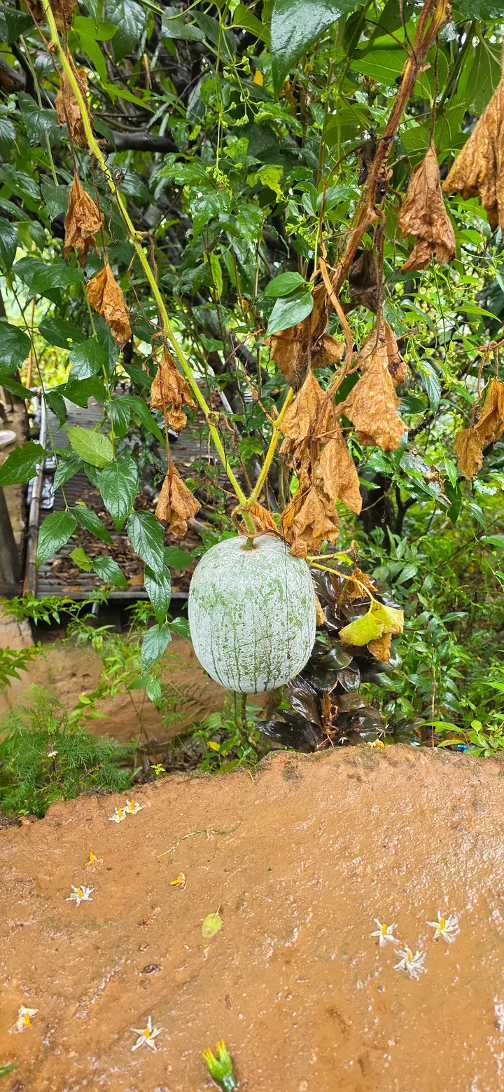 Fresh organic produce from our garden — view 47
