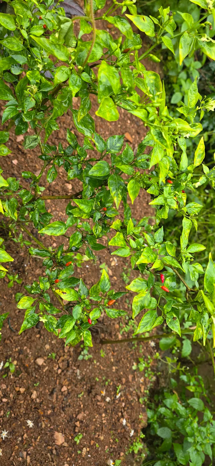 Fresh organic produce from our garden — view 48