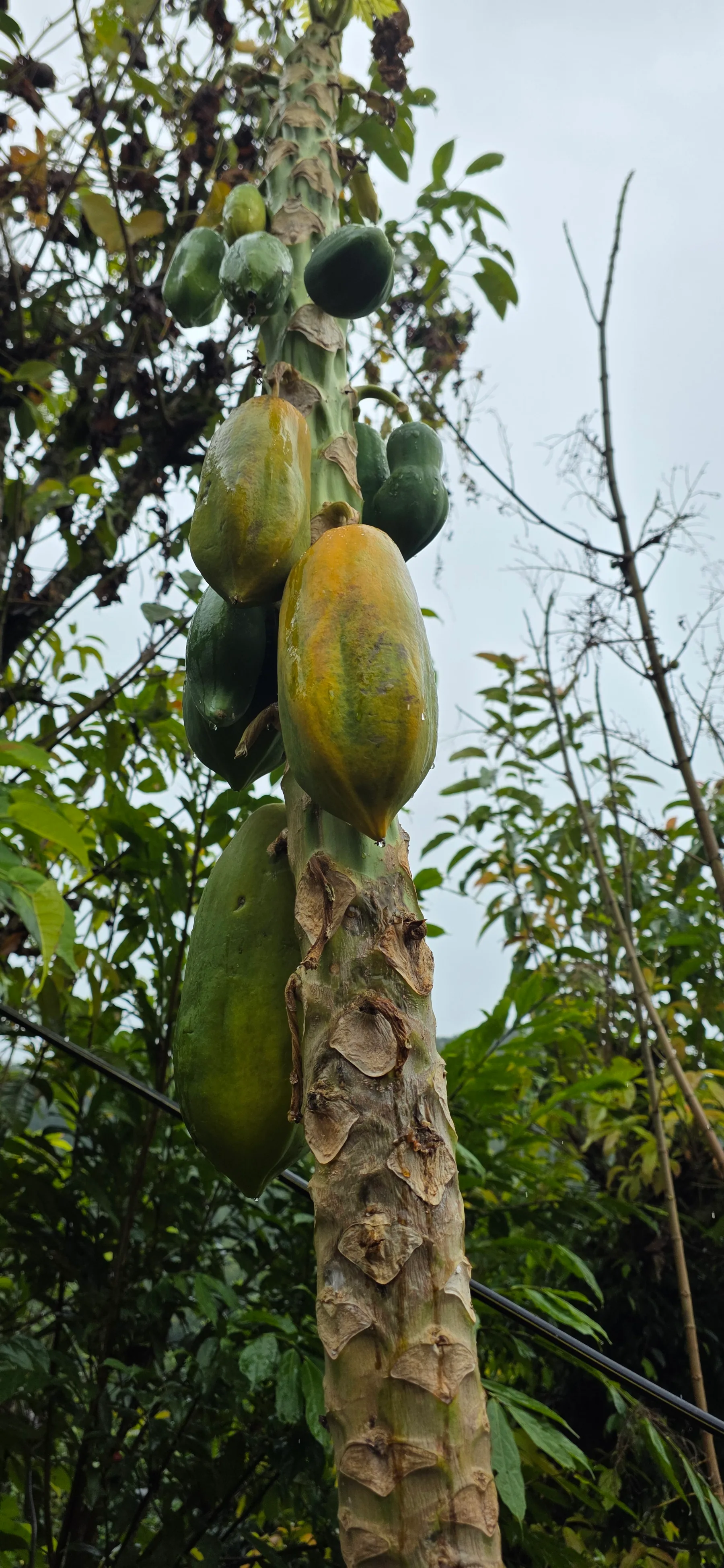 Fresh organic produce from our garden — view 49