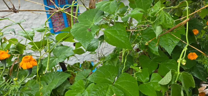Fresh organic produce from our garden — view 50