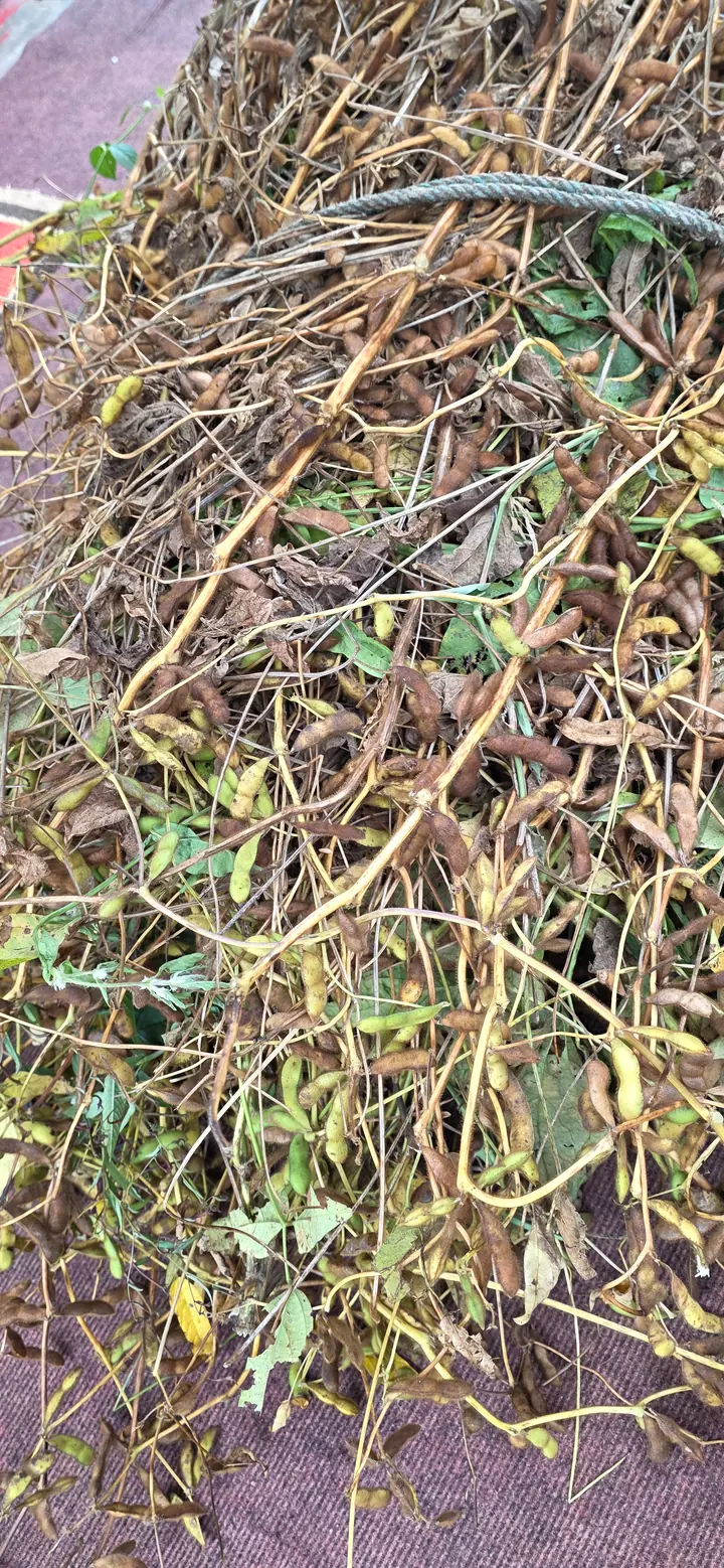 Fresh organic produce from our garden — view 51