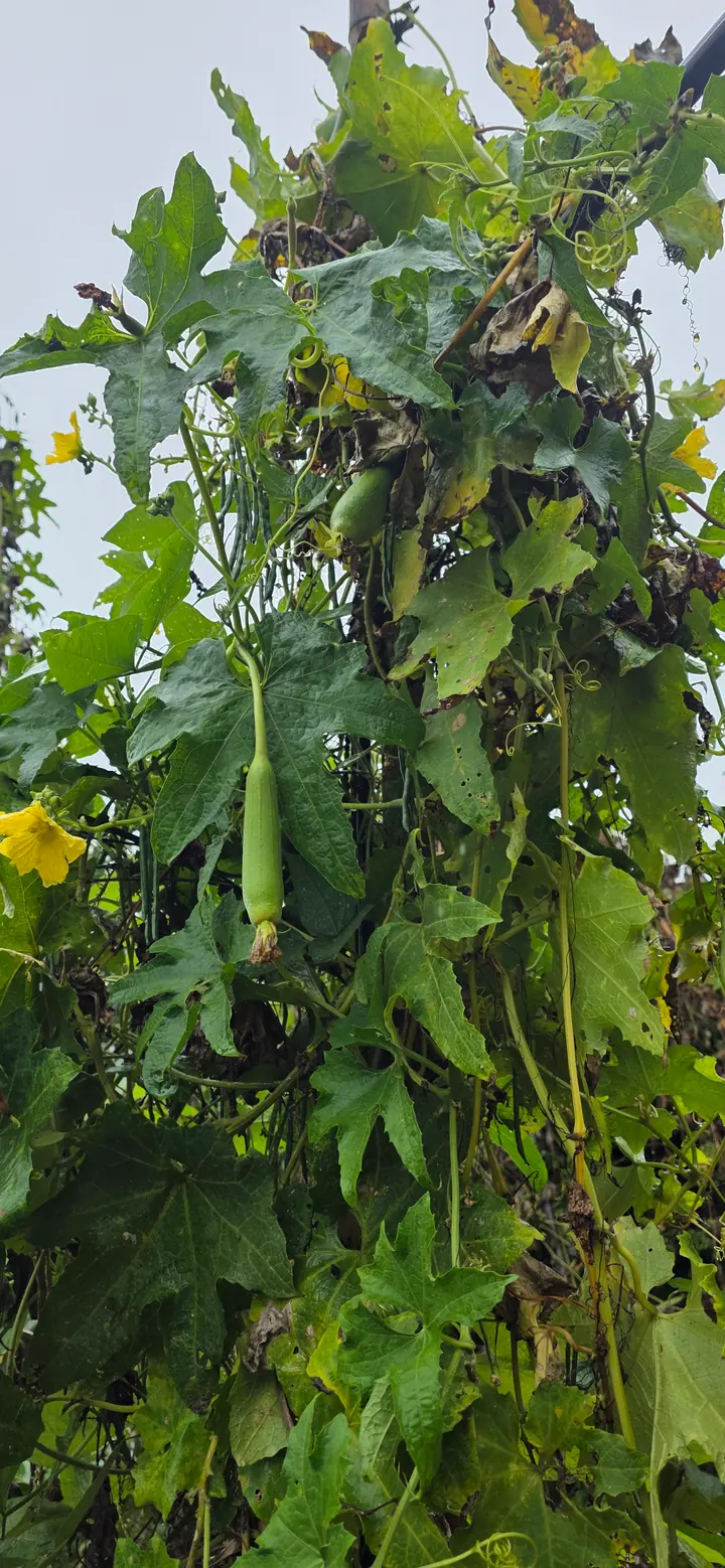 Fresh organic produce from our garden — view 52
