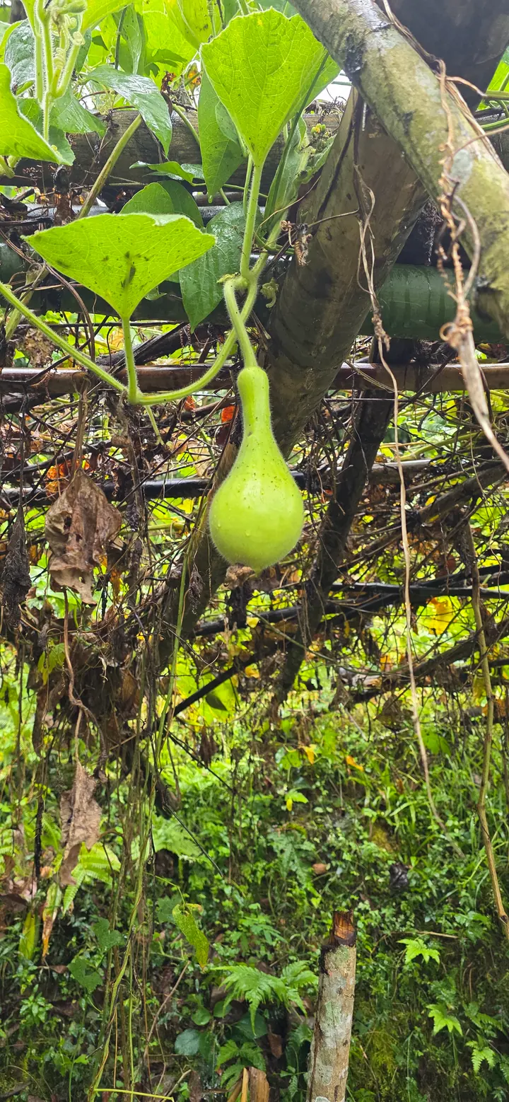 Fresh organic produce from our garden — view 53