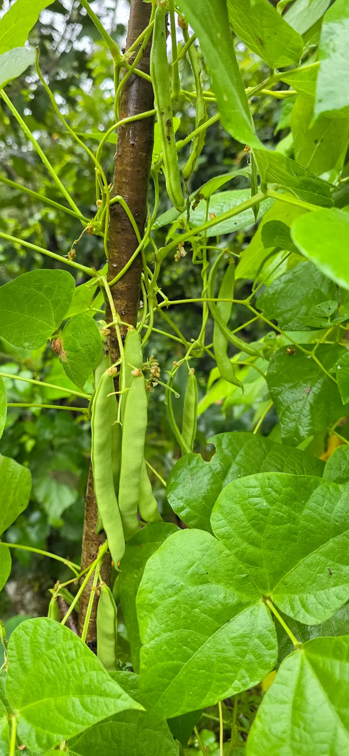 Fresh organic produce from our garden — view 55