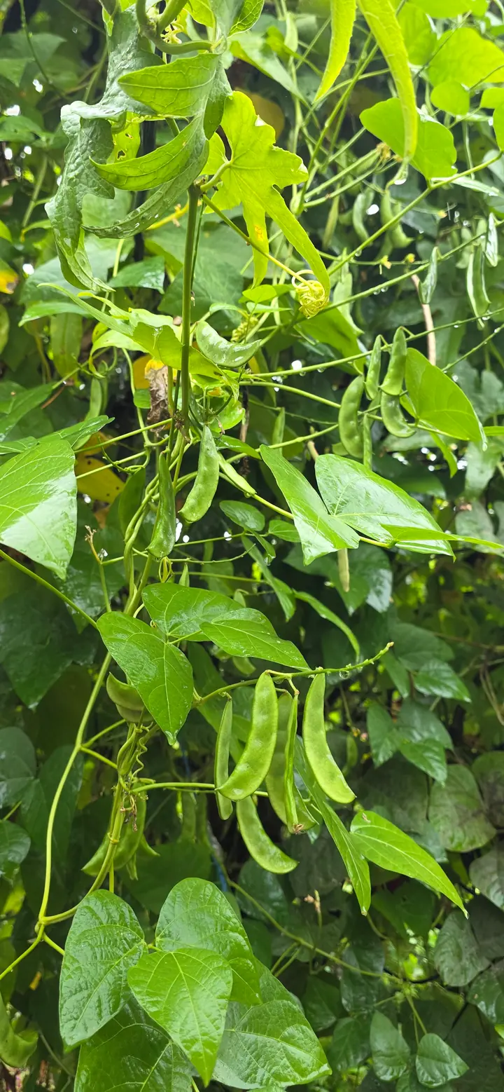 Fresh organic produce from our garden — view 57