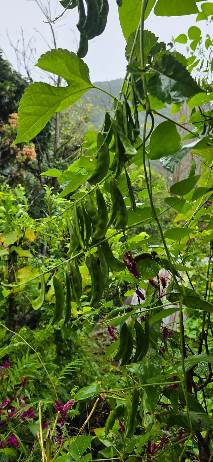 Fresh organic produce from our garden — view 58