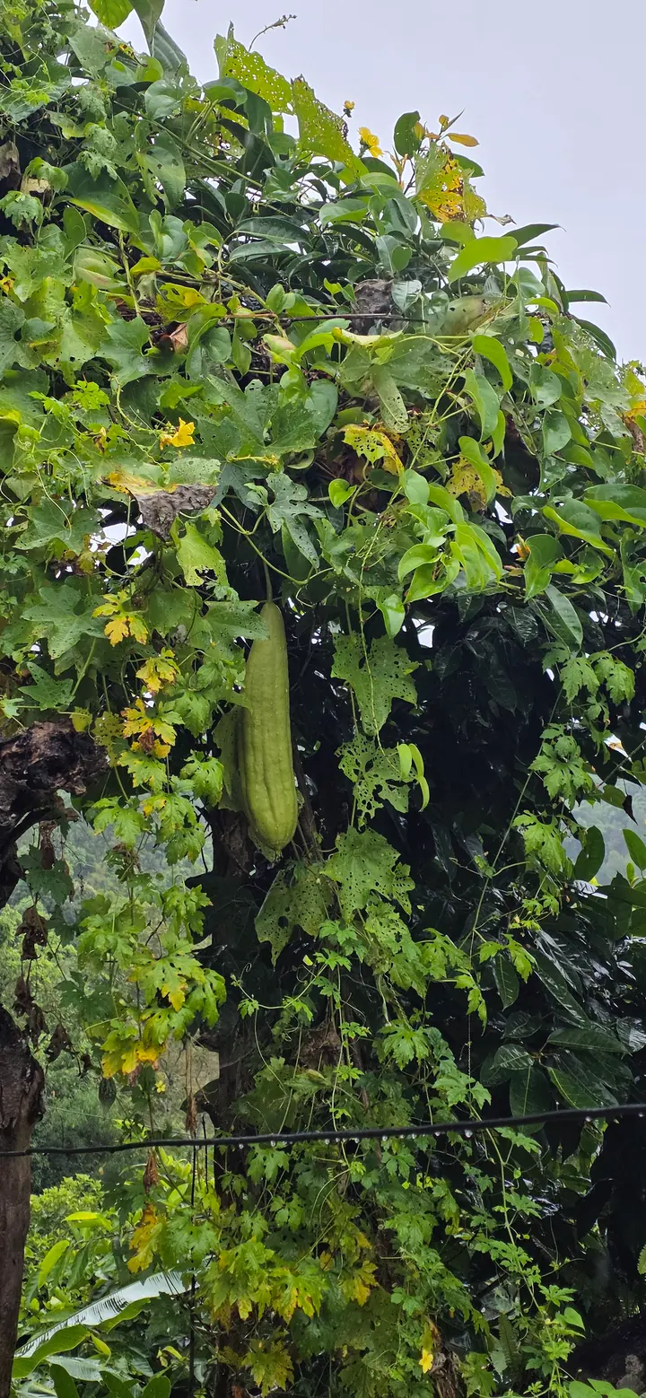 Fresh organic produce from our garden — view 59