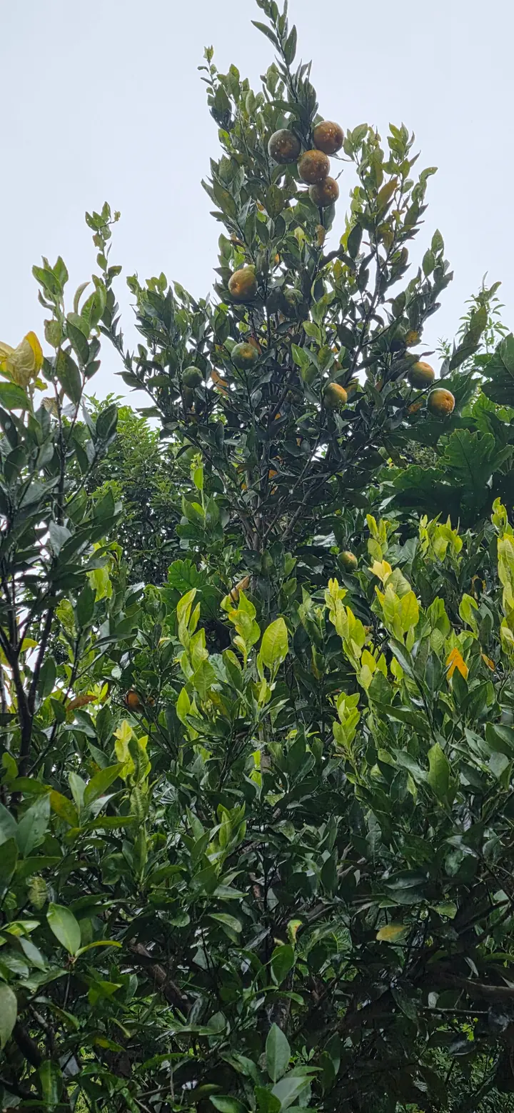 Fresh organic produce from our garden — view 60