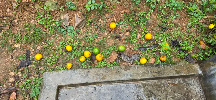 Fresh organic produce from our garden — view 62