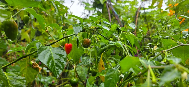 Fresh organic produce from our garden — view 63