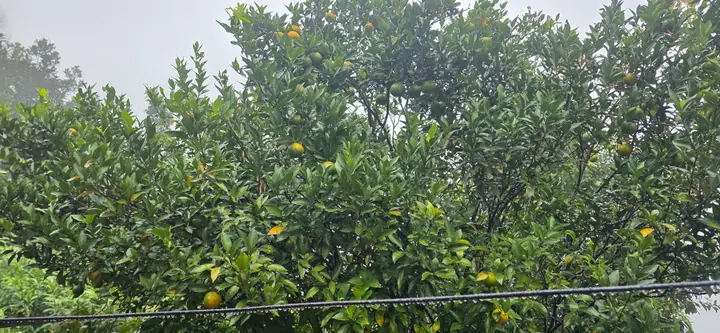 Fresh organic produce from our garden — view 65