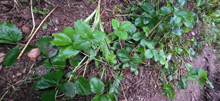 Fresh organic produce from our garden — view 68