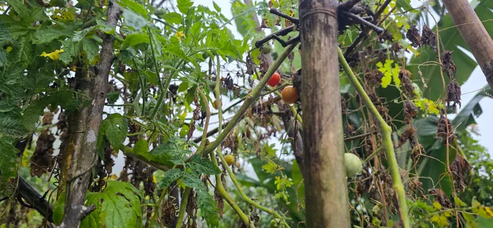 Fresh organic produce from our garden — view 70