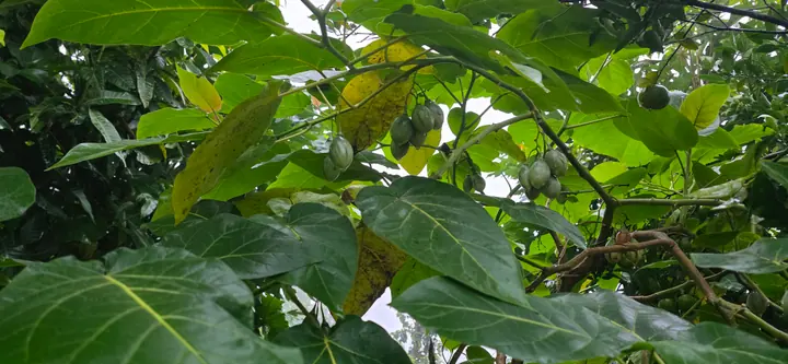 Fresh organic produce from our garden — view 71