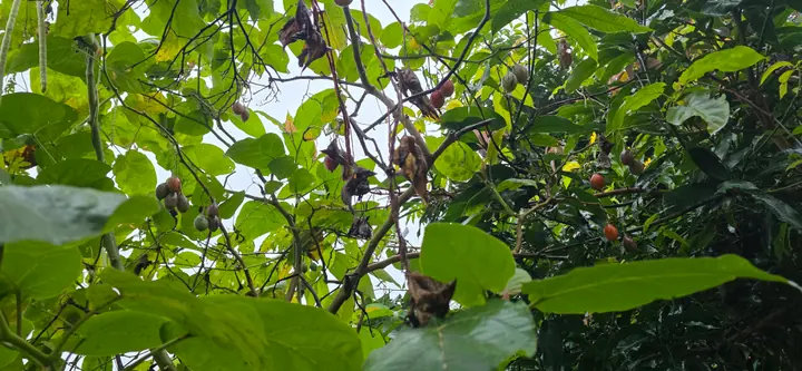 Fresh organic produce from our garden — view 72