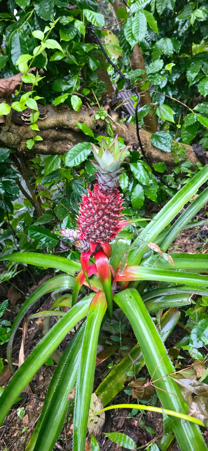 Fresh organic produce from our garden — view 73