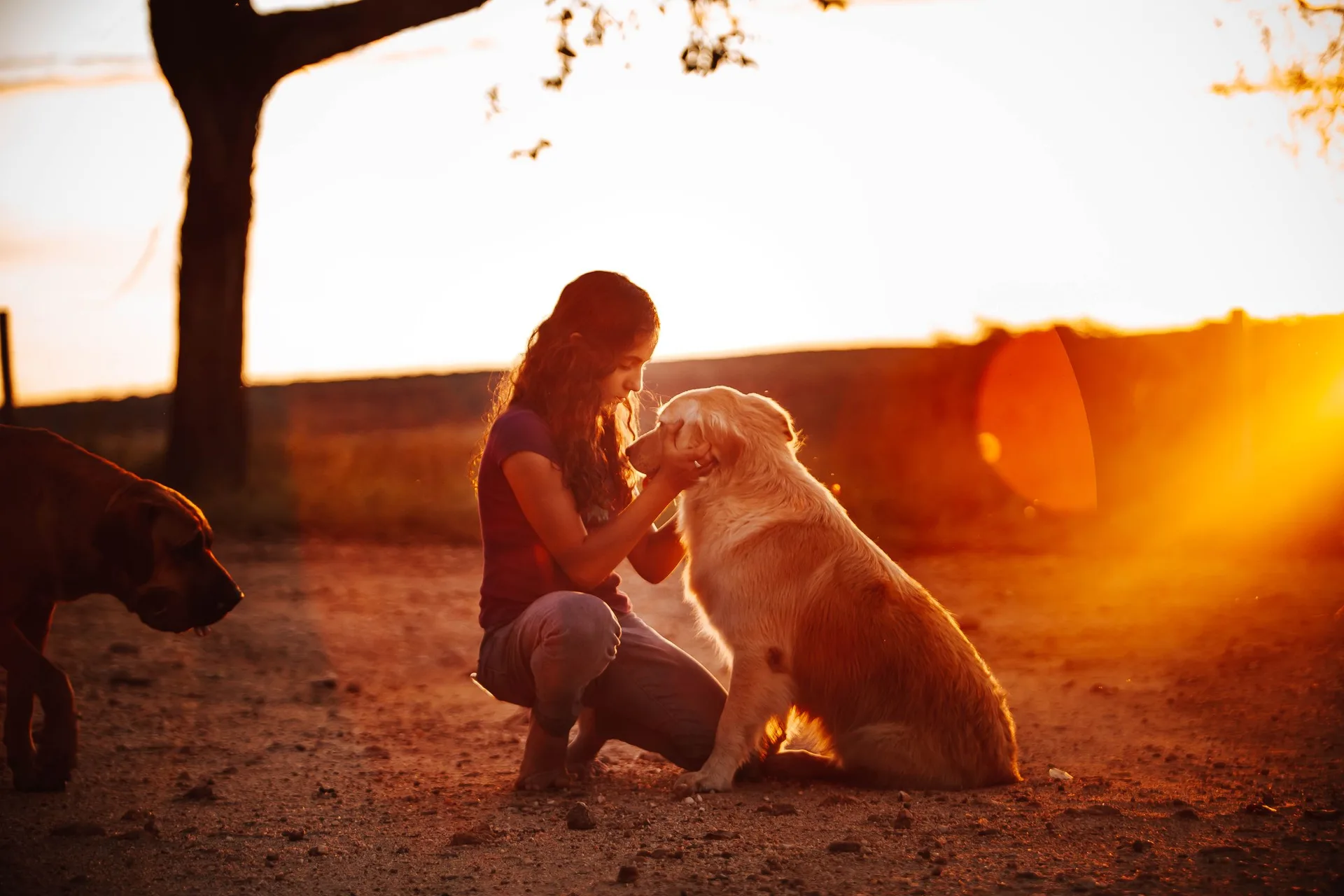 A woman spending time with her golden retriever outdoors at sunset