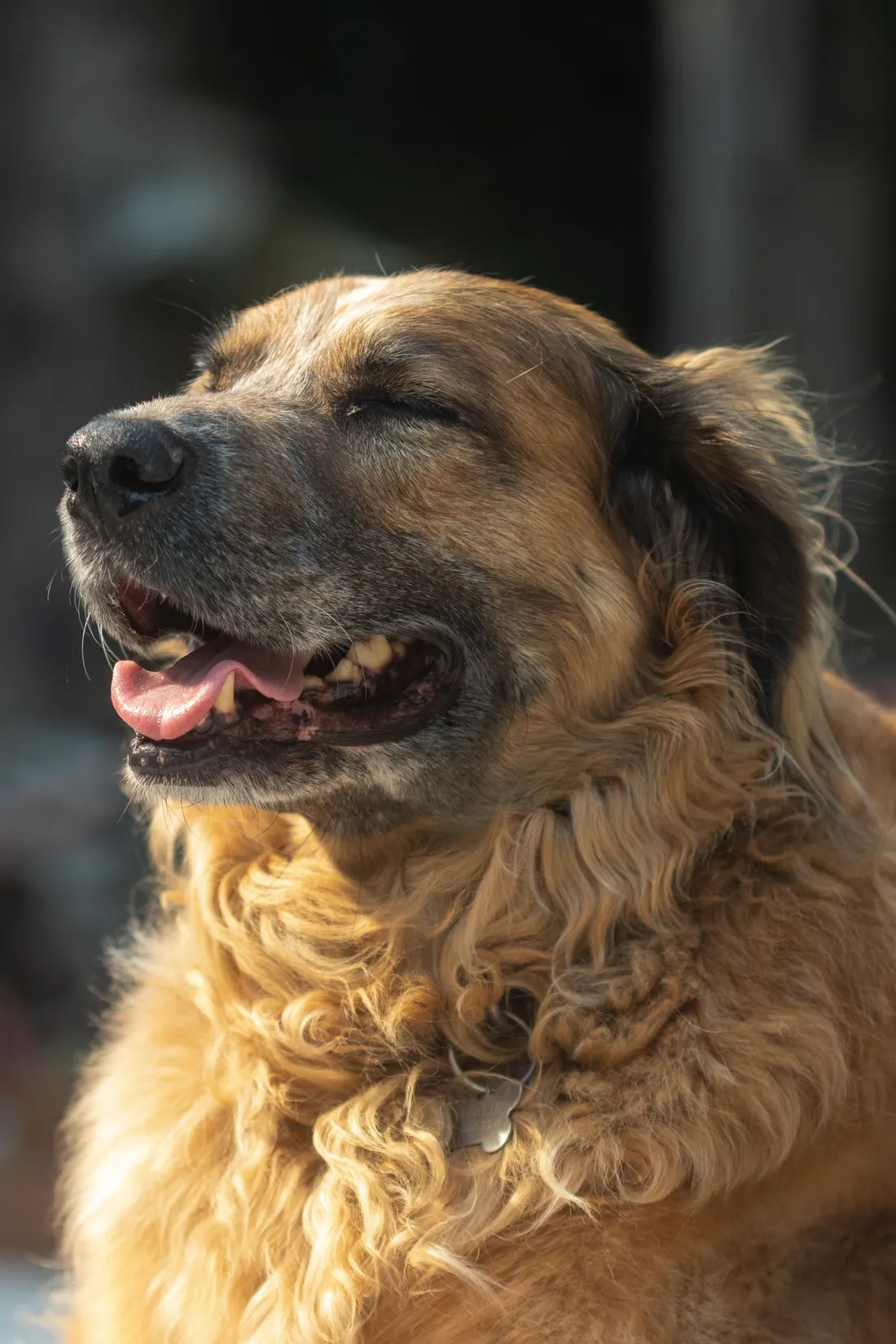 An older dog resting on the street