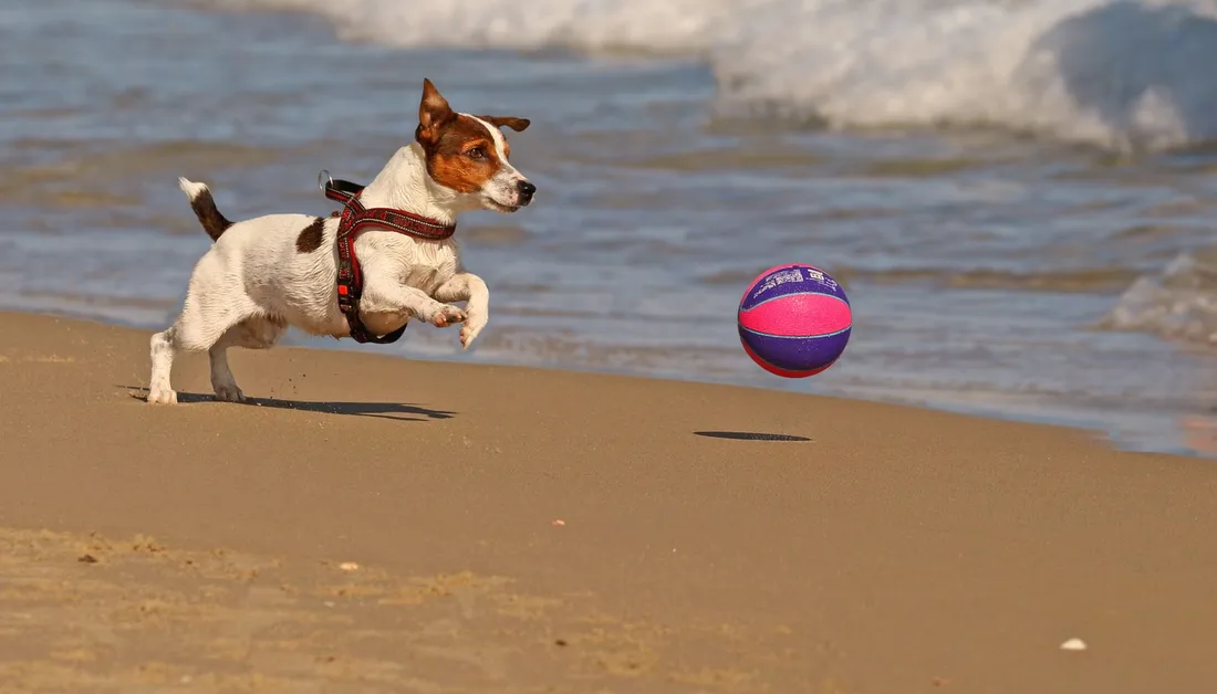 A dog playing with a ball on a sandy beach