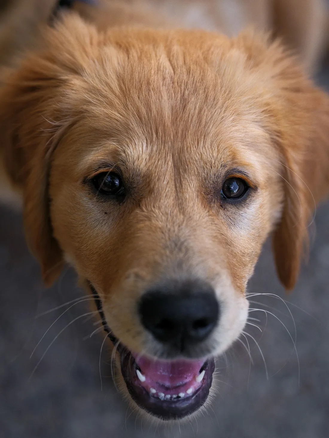 Golden retriever puppy portrait