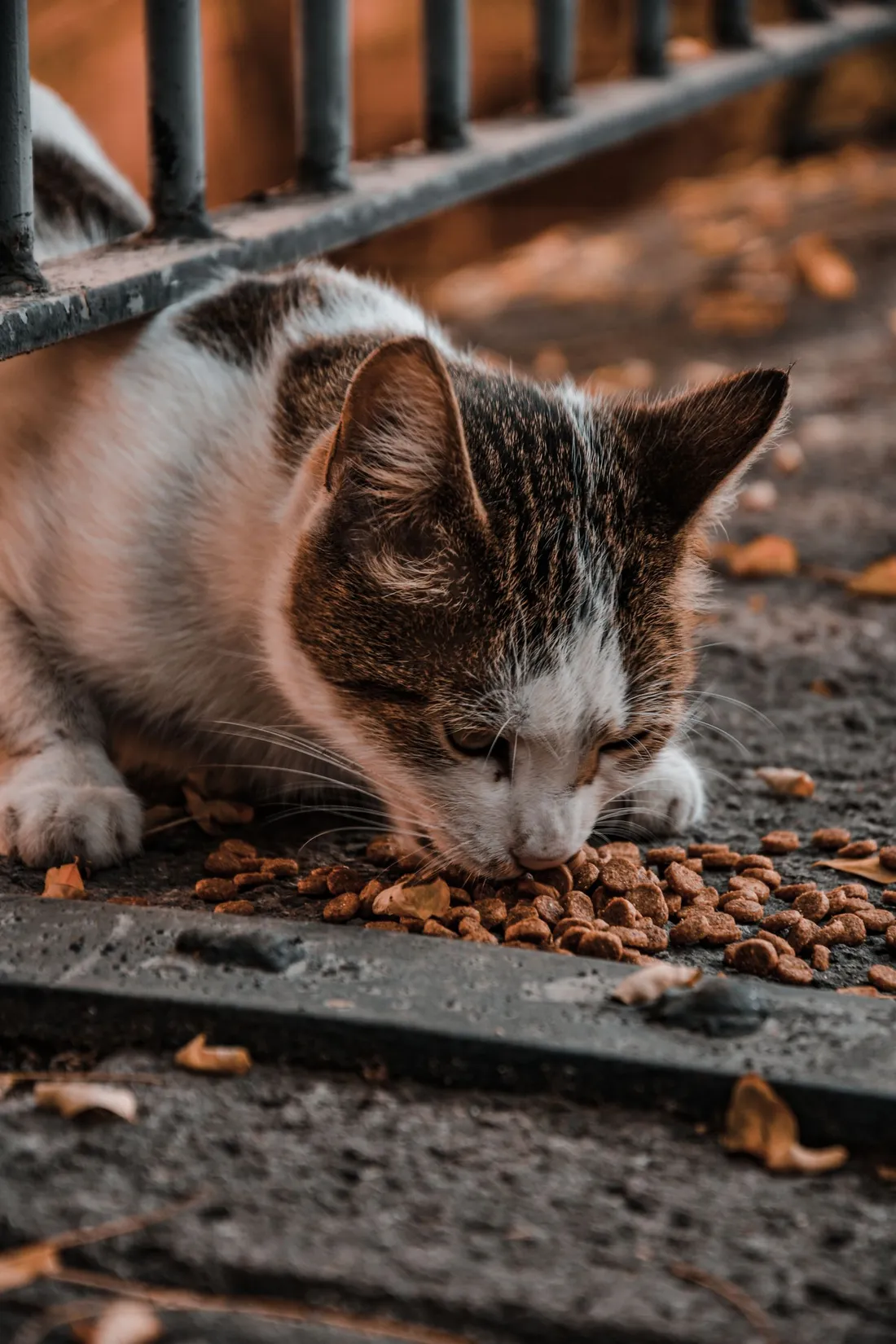 A cat eating food outdoors