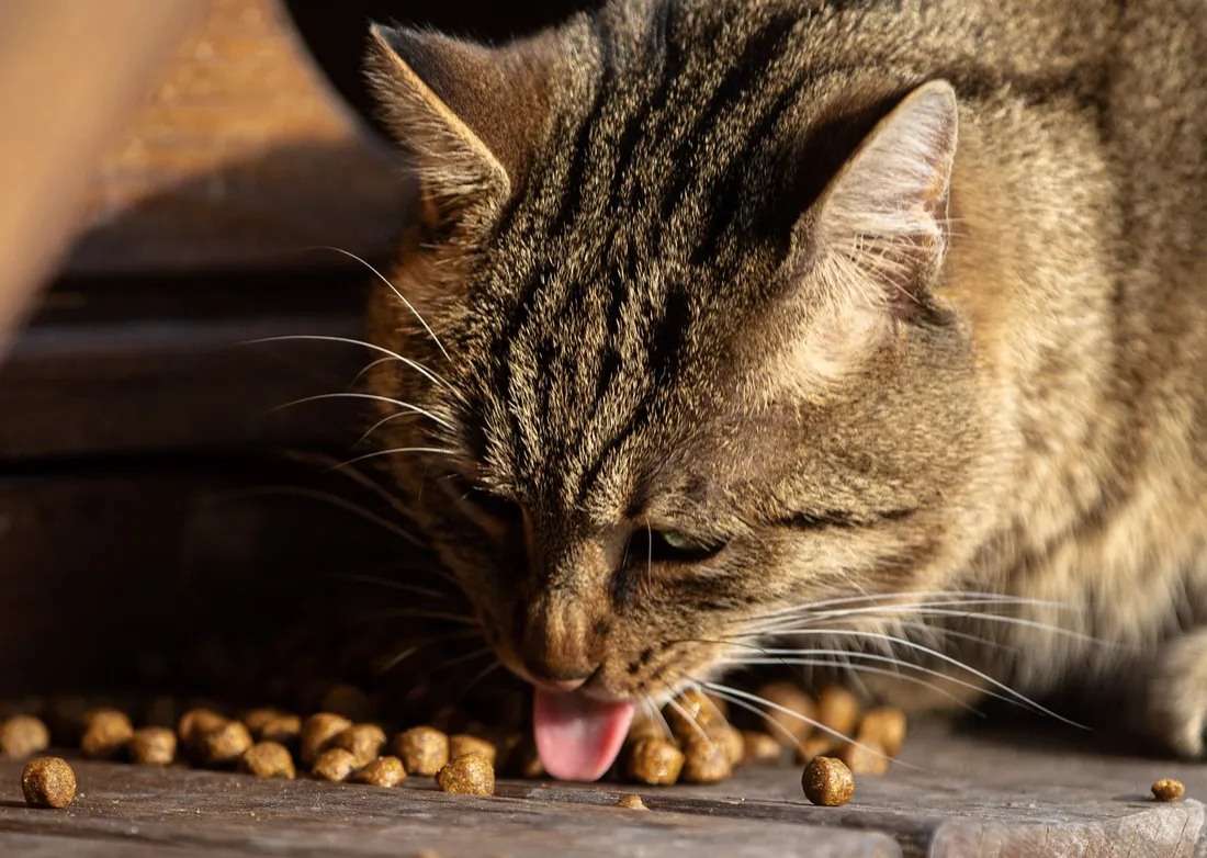 Close-up of a cat eating cat food