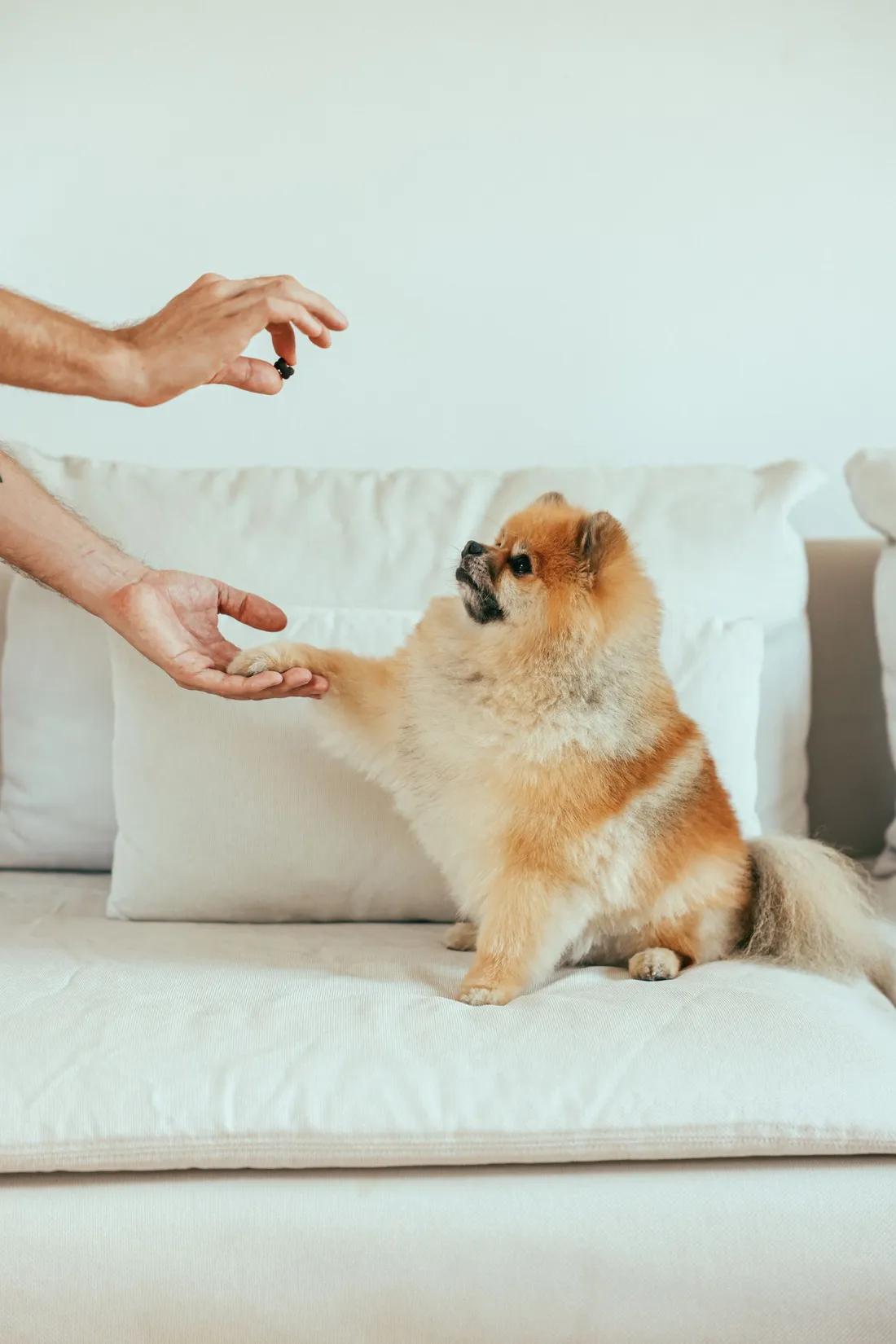 Giving a treat to a small dog