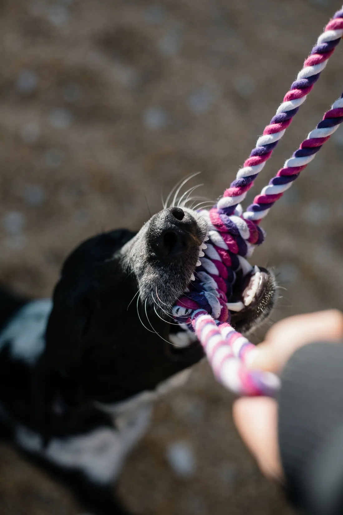 A dog biting a knotted rope toy