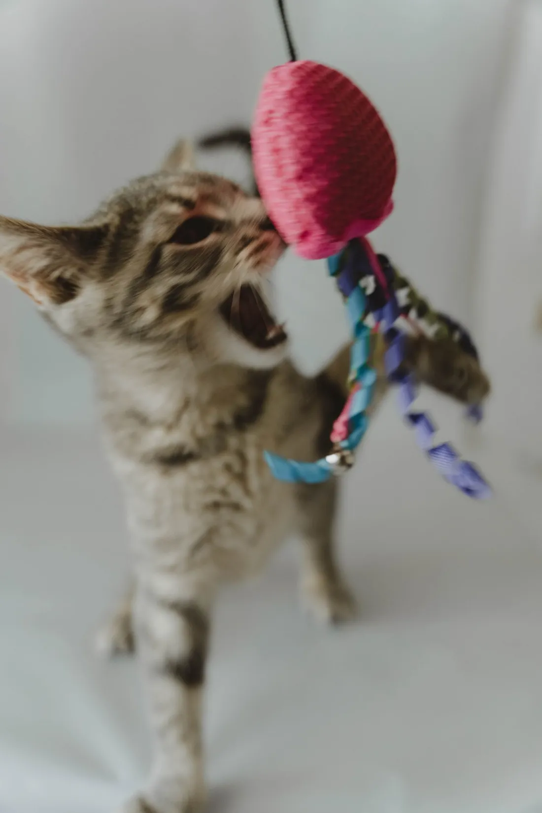A cat playing with a toy