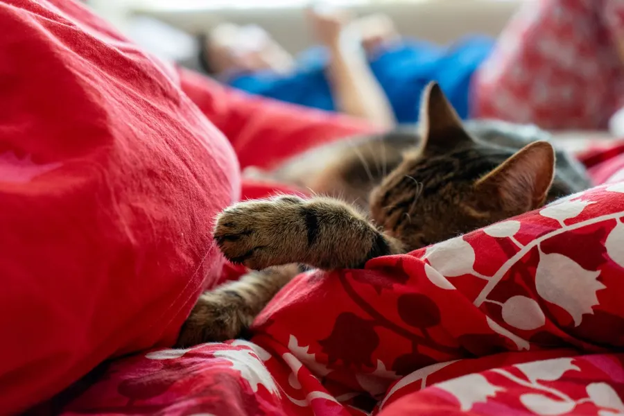 A cat sleeping on a cozy bed