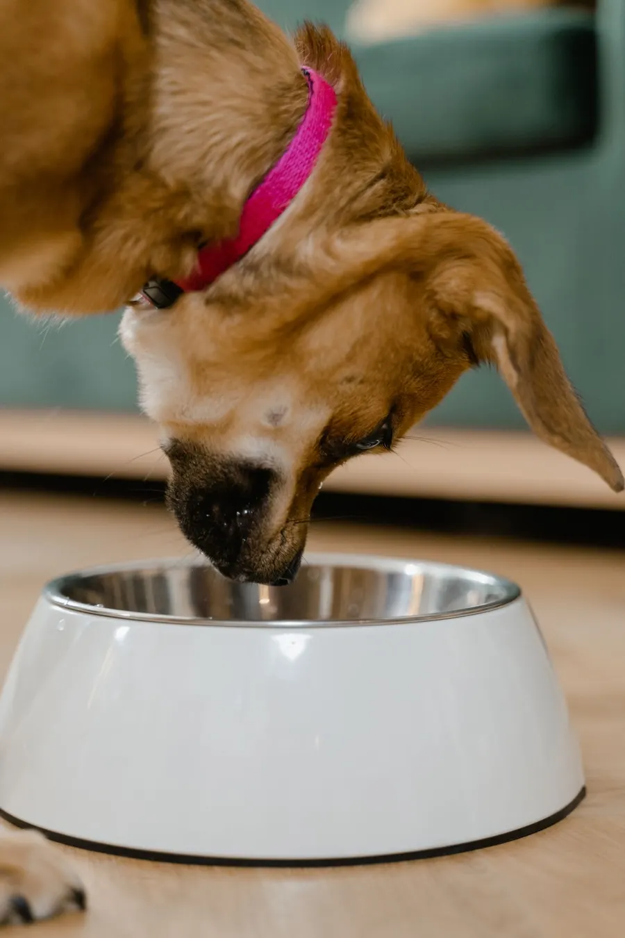 A dog eating from a bowl