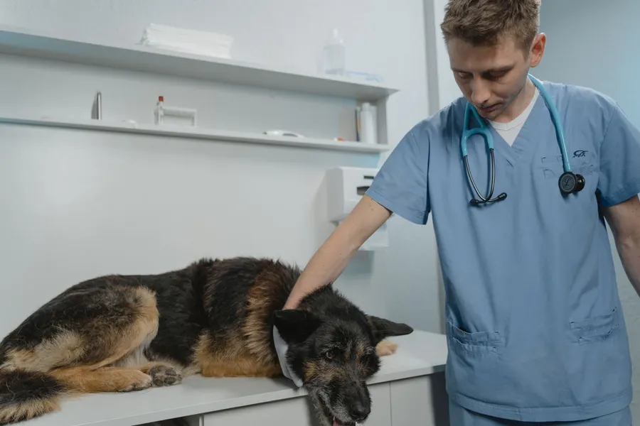 A vet examining a dog