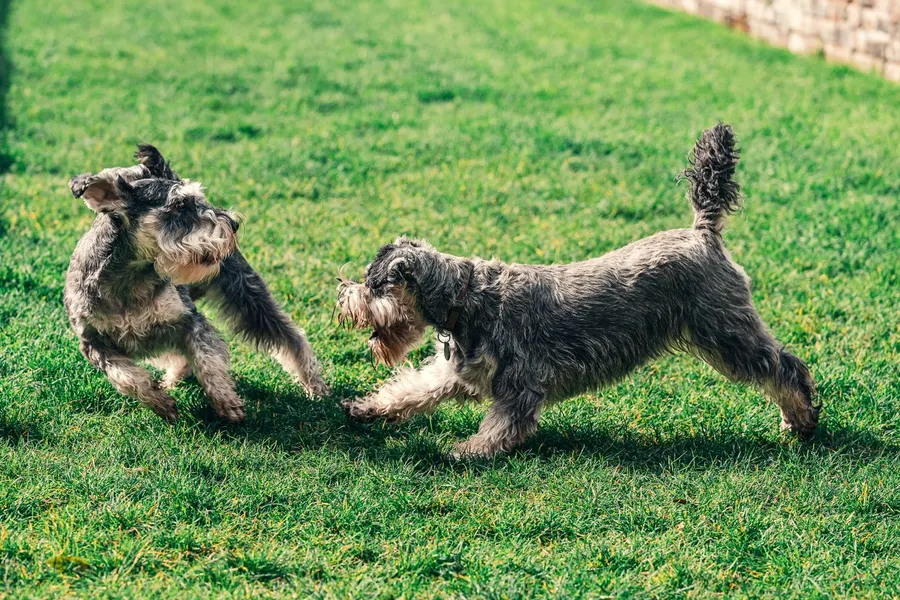 Two dogs playing together on grass
