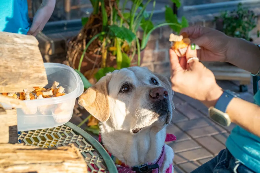 A woman giving a treat to a dog